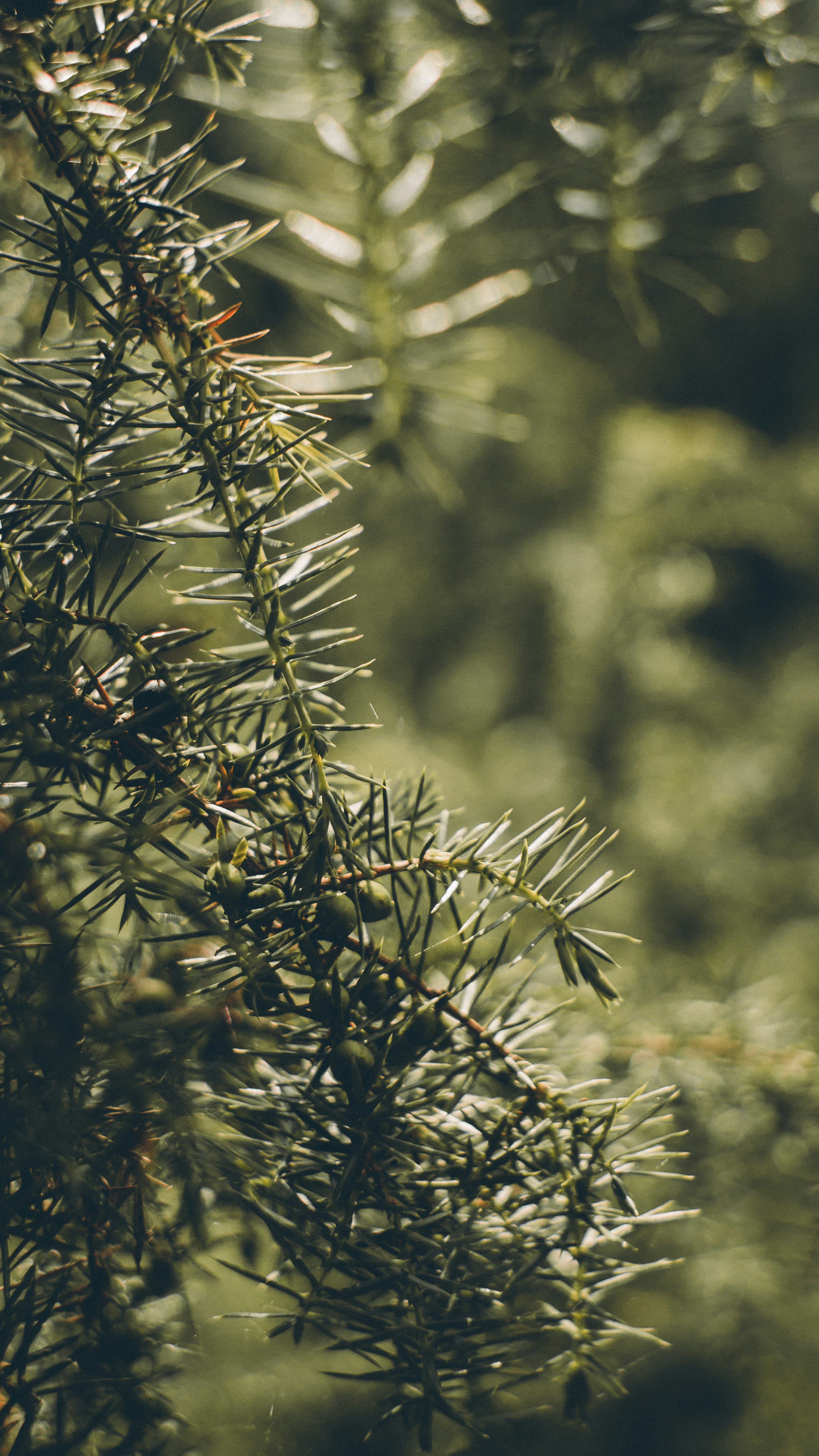 brown and green plant during daytime